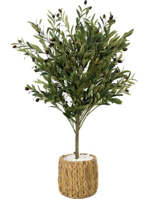Zeytin Ağacı 100  cm  Hasır Bohem2 Saksıda