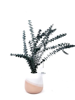 Şoklanmış Yoğun Yapraklı Baby Okaliptus Demeti