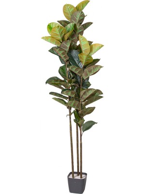 Yapay Ağaç Kauçuk Ağacı Gerçek Dokulu 66 Yaprak Yeşil 180 Cm.