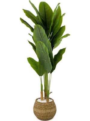 Muz Ağacı 170 cm  Geoit Hasır Saksıda