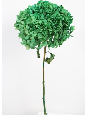Lüx Bodur Ortanca Dalı (Gerçek Uzun Ömürlü Şoklanmış) 40  cm  Yeşil