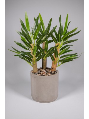 Gri Beton Saksıda Bambu Ağacı