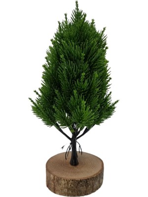 Kütük Saksıda Mini Boy Çam Agacı