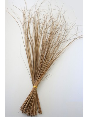Tropic Ting Bunch Grass 100  cm  Naturel