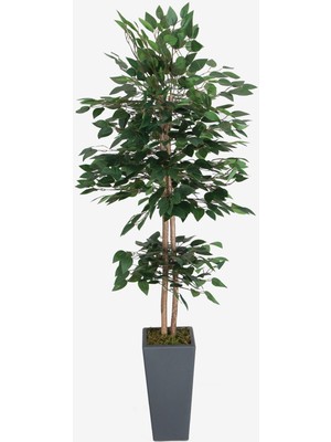 Yapay Benjamin Ağacı 155  cm  Ağaç Gövdeli Yeşil (Ahşap Antrasit Saksı)