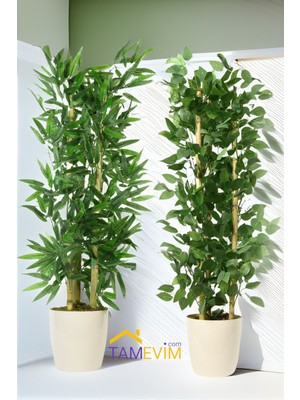 Yaşam Enerjisi Bambu & Benjamin Yükseklik 120  cm
