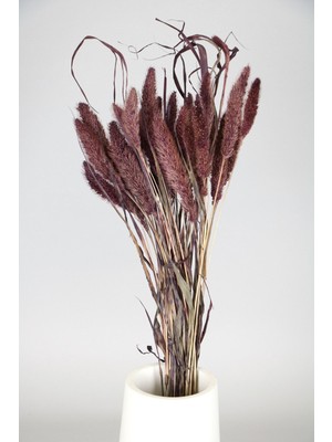 Şoklanmış Setteria(Pamuk) Demeti 75 gr Mürdüm