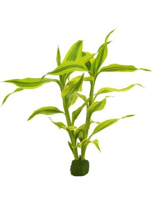 Dracaena Sanderiana Gold Saksı Canlı Bitki