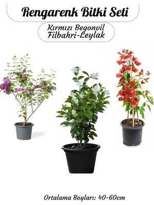 Renkli Bahçe Bitkileri Kırmızı Begonvil+ Filbahri Ağaç Şakayığı+ Mor Leylak Çiçeği