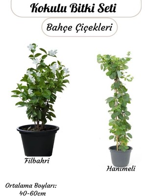 Kokulu Sarmaşık Seti Filbahri (Ağaş Şakayığı)+ Hanımeli Saksılı