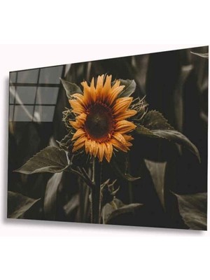 Ayiçeği Cam Tablo 4mm Dayanıklı Temperli Cam