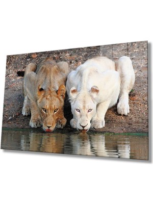 Aslan Hayvan Cam Tablo 4mm Dayanıklı Temperli Cam
