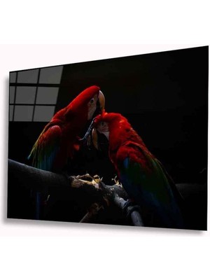 Shopping Haven Papağan Cam Tablo 4mm Dayanıklı Temperli Cam