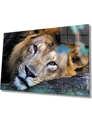 Shopping Haven Aslan Hayvan Cam Tablo 4mm Dayanıklı Temperli Cam