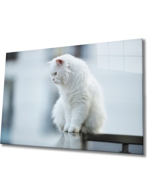 Shopping Haven Beyaz Kedi Cam Tablo