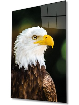Shopping Haven Kartal Hayvan Portresi Cam Tablo, Ev ve Ofis Duvar Dekoru, Hediyelik Büyük Temperli 4 mm Cam Tablo