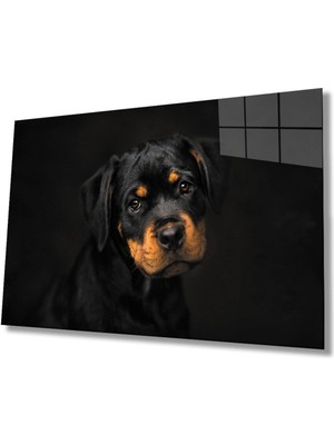 Shopping Haven Köpek 6 Cam Tablo