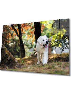 Köpek Cam Tablo