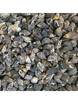 Nassarius Gaudiosus Kiloluk Deniz Kabuğu (500 Gr)