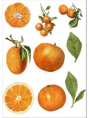 Portakal Sticker Set