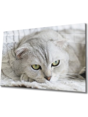 Shopping Haven Kedi Cam Tablo
