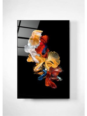 Shopping Haven Beta Balıkları Cam Tablo