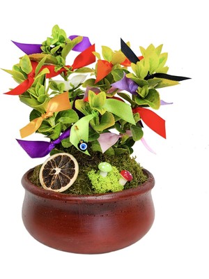 Dilek Ağacı Çömlek Beton Saksıda & Şans Para Aşk Sağlık Dilekleri Canlı Bitki Canli Saksi Cicekleri