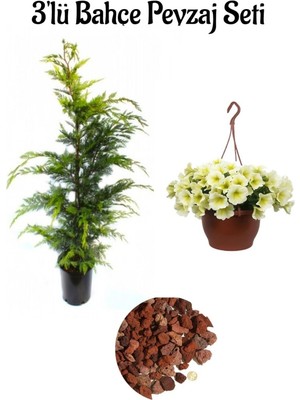 Leylandi Çam FIDANI(30-60CM)+SARI Petunya ÇIÇEĞI(20-30CM)+2LT Curf Dekoratif Taş 3'lü Peyzaj Seti