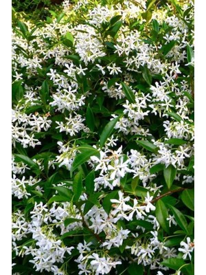 Isparta Gülü Arap Yasemini Ful Yasemin Sarmaşık Yasemin Fidanı 10-20 cm Sağlam Ambalajla Gönderim