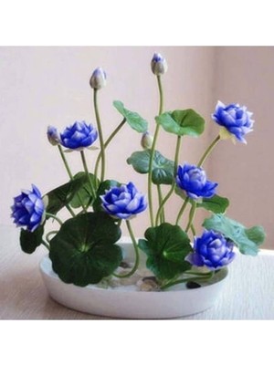 5 Adet Tohum Nadir Bulunan Kutsal Kase Mavi Lotus Çiçeği Tohumu Hediye Tohumlu