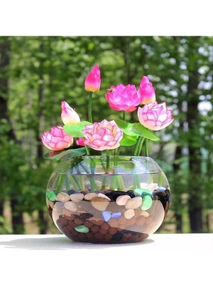 5 Adet Pembe Kase Lotus Tohumu Kutsal Kase Lotus Çiçeği Tohumu