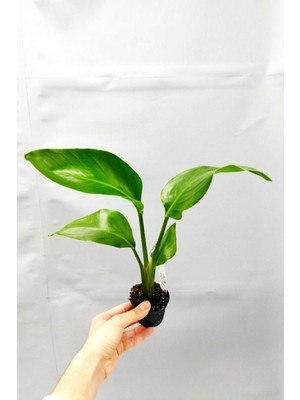 Strelitzia Nicolai 'starliçe' - Beyaz Cennet Kuşu Çiçeği - Ev Ofis Salon Iç Mekan Bitkisi - 35 cm