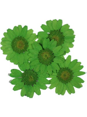 Preslenmiş Kurutulmuş Papatya Çiçek Bitkiler Epoksi Reçine Kolye Takı Papımı (100 Adet)  Yeşil