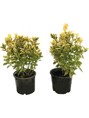 Altuni Gold Taflan Fidanı Aactarımgoldtaflan Tüplü 20-30CM