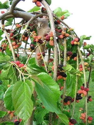 Fidan Sepetim 4 Yaş Paraşüt Ters Dut Fidanı