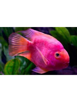 Pix Art Sanat Akvaryumdaki  Pembe Balık  Pixart Sanat  Elmas Mozaik Tablo Diamond Türkiye 80*52