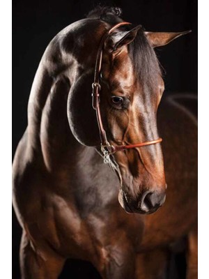 PixArt Asil At 40 x 60 Elmas Mozaik Tablo