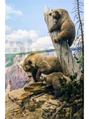 PixArt Boz Ayilar 40 x 60 Elmas Mozaik Tablo