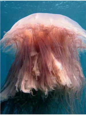 PixArt Deniz Anasi 40 x 25 Elmas Mozaik Tablo