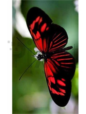 PixArt Kirmizi Kelebek 37 x 69 Elmas Mozaik Tablo
