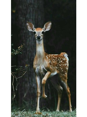 PixArt Ceylan 37 x 69 Elmas Mozaik Tablo