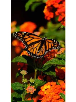 PixArt Cicekler Icinde Kelebek 40 x 60 Elmas Mozaik Tablo