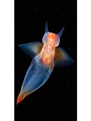 PixArt Deniz Melegi 37 x 69 Elmas Mozaik Tablo