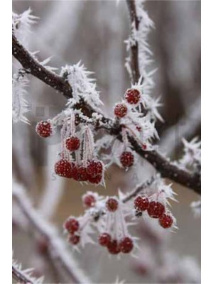 PixArt Donmus Visneler 38 x 51 Elmas Mozaik Tablo