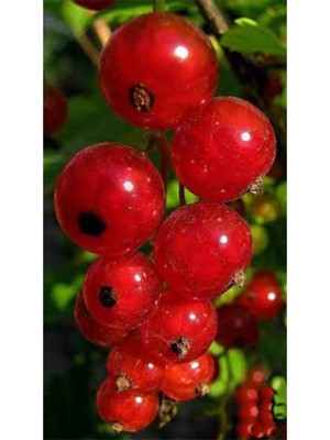 PixArt Turna Yemisi 40 x 60 Elmas Mozaik Tablo