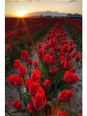 PixArt Kirmizi Lale Tarlasi 40 x 50 Elmas Mozaik Tablo