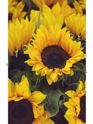 PixArt Aycicekleri 74 x 99  Elmas Mozaik Tablo