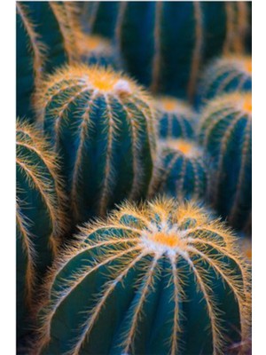 PixArt Kaktusler 51 x 68 Elmas Mozaik Tablo