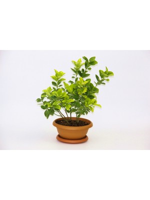 TNC Garden Groups Bonsai Taflan