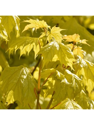 TNC Garden Groups Akçaağaç Fidanı - Acer Platanoides 5 Adet